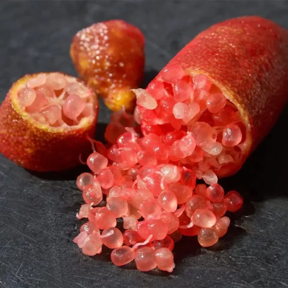 Citrus Red Finger Lime 1