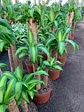 Dracaena Fragrans Trío - Miniatura 3