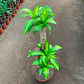 Dracaena Fragrans Trío - Miniatura 1