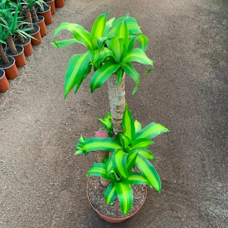 Dracaena Fragrans Trío 1