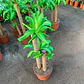 Dracaena Fragrans Trío - Miniatura 2