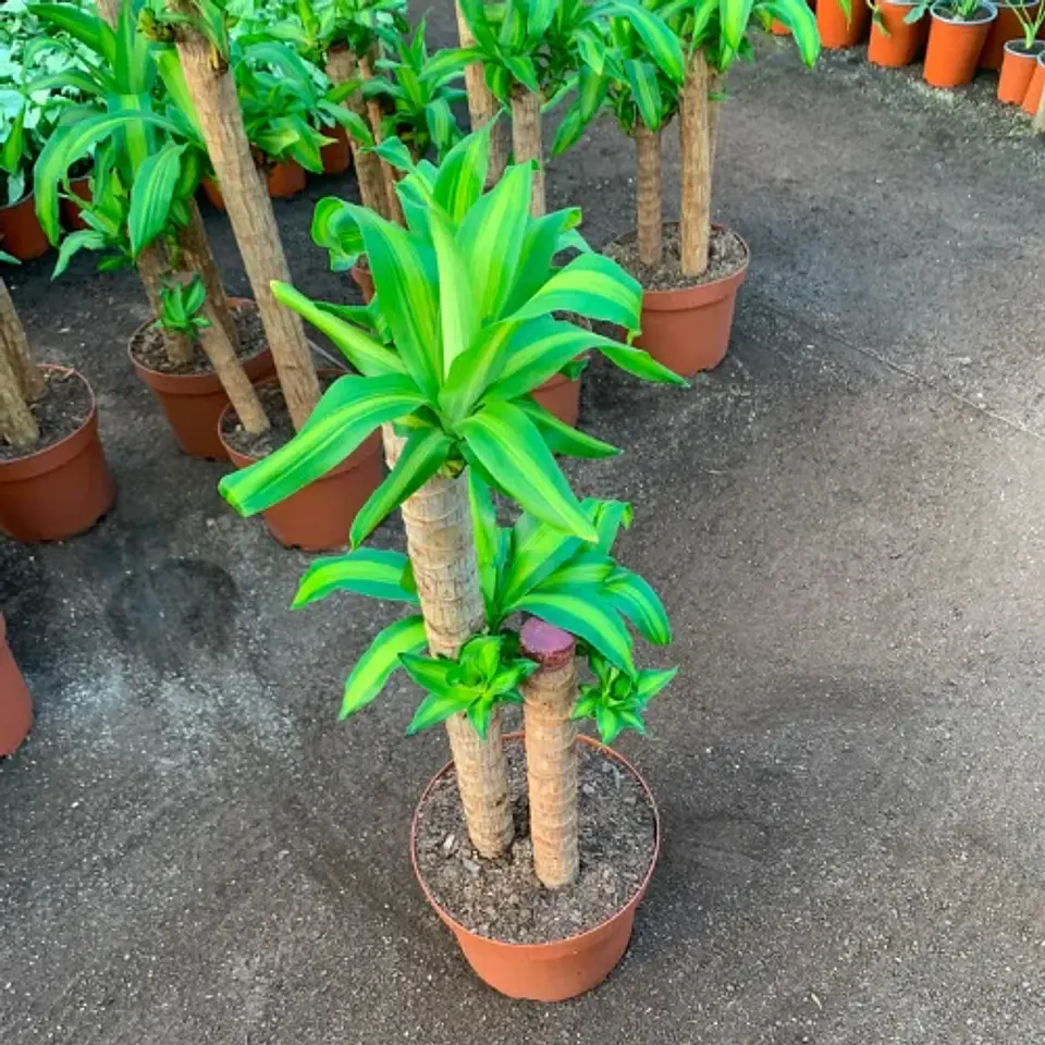 Dracaena Fragrans Trío 2