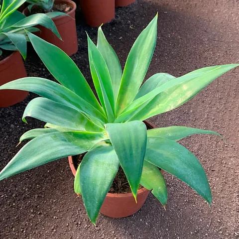 Agave attenuata