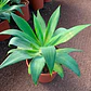 Agave attenuata - Miniatura 2