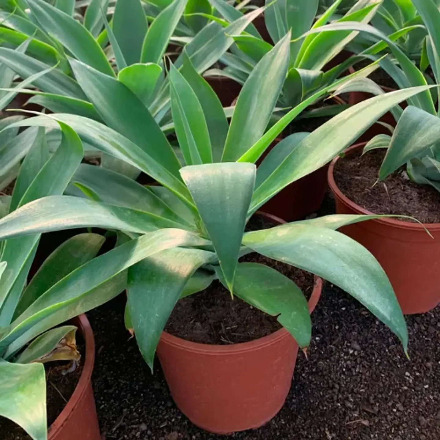 Agave attenuata 3