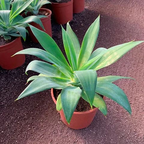 Agave attenuata