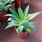 Agave attenuata - Miniatura 1