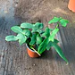 Philodendro Panduriforme - Miniatura 1