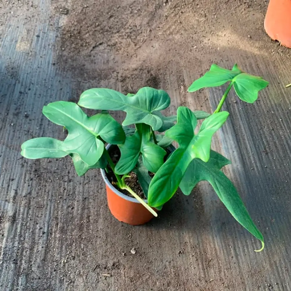 Philodendro Panduriforme 1