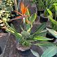 Strelitzia reginae - Miniatura 3
