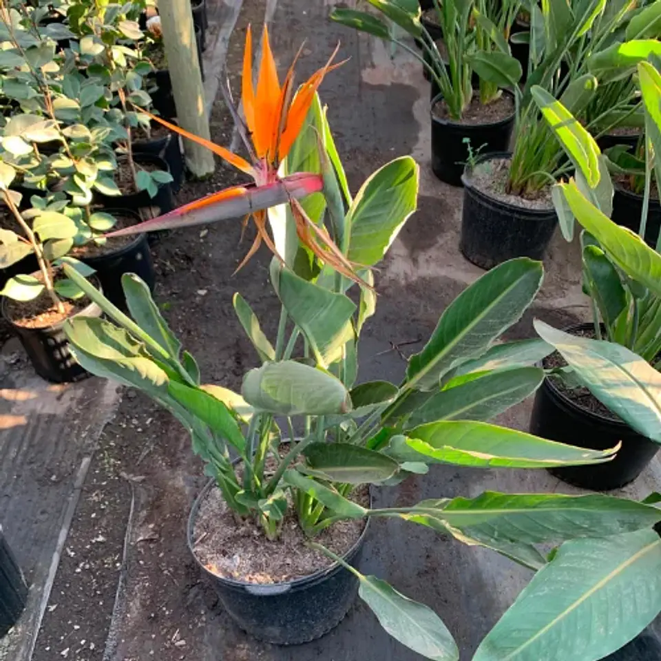Strelitzia reginae 3
