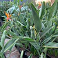 Strelitzia reginae - Miniatura 4