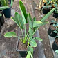 Strelitzia reginae - Miniatura 2