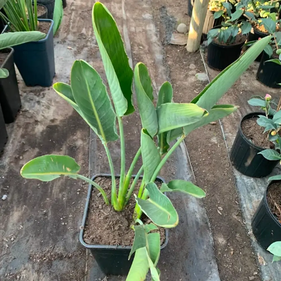 Strelitzia reginae 2