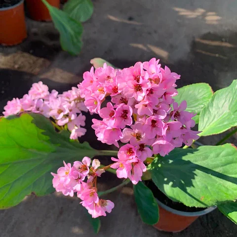 Hortensia de Invierno