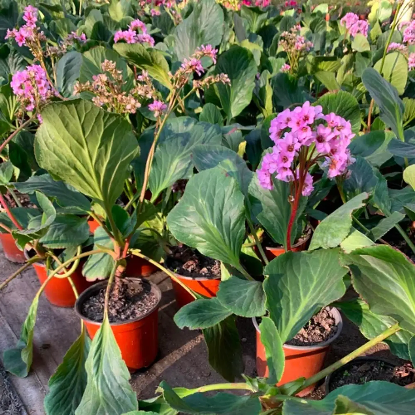 Hortensia de Invierno 3