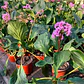 Hortensia de Invierno - Miniatura 3