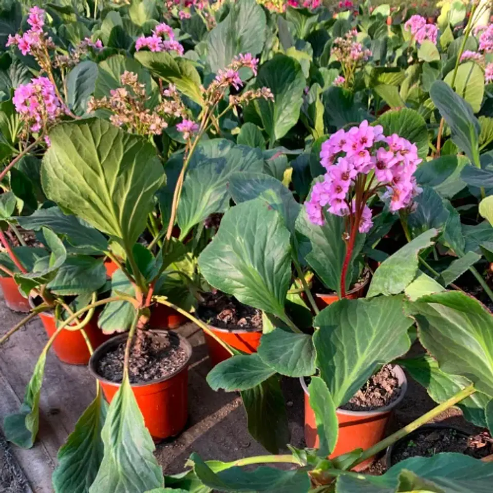 Hortensia de Invierno 3