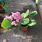 Hortensia de Invierno - Miniatura 2