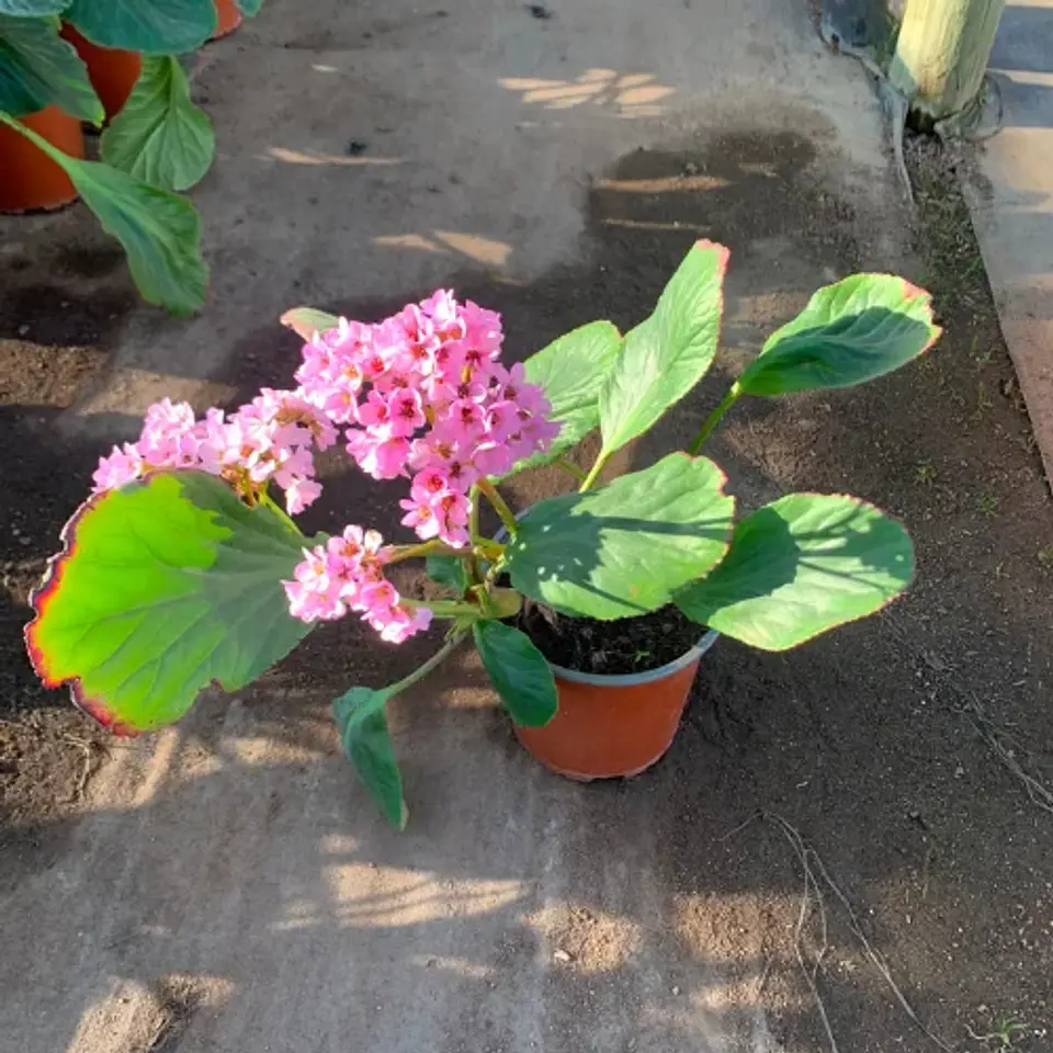 Hortensia de Invierno 2