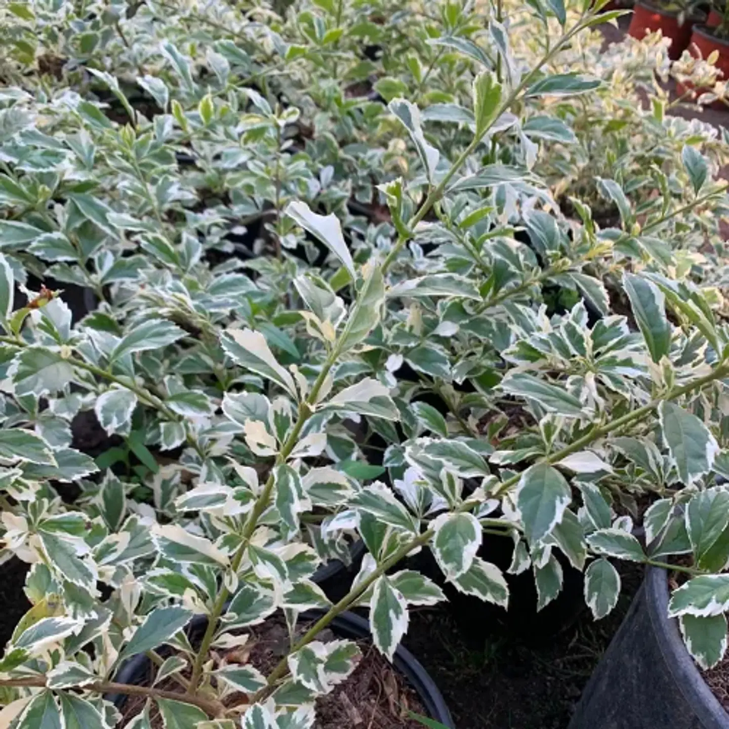 Duranta variegada 1