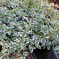 Duranta variegada - Miniatura 1