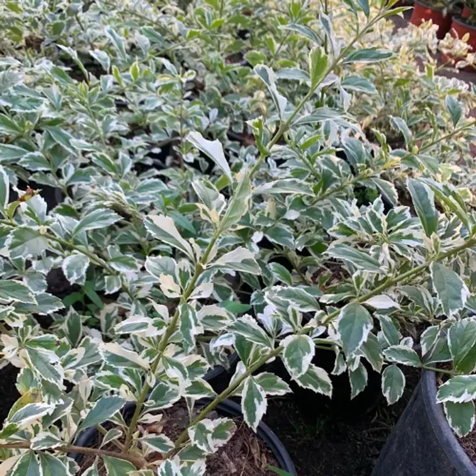 Duranta variegada 1