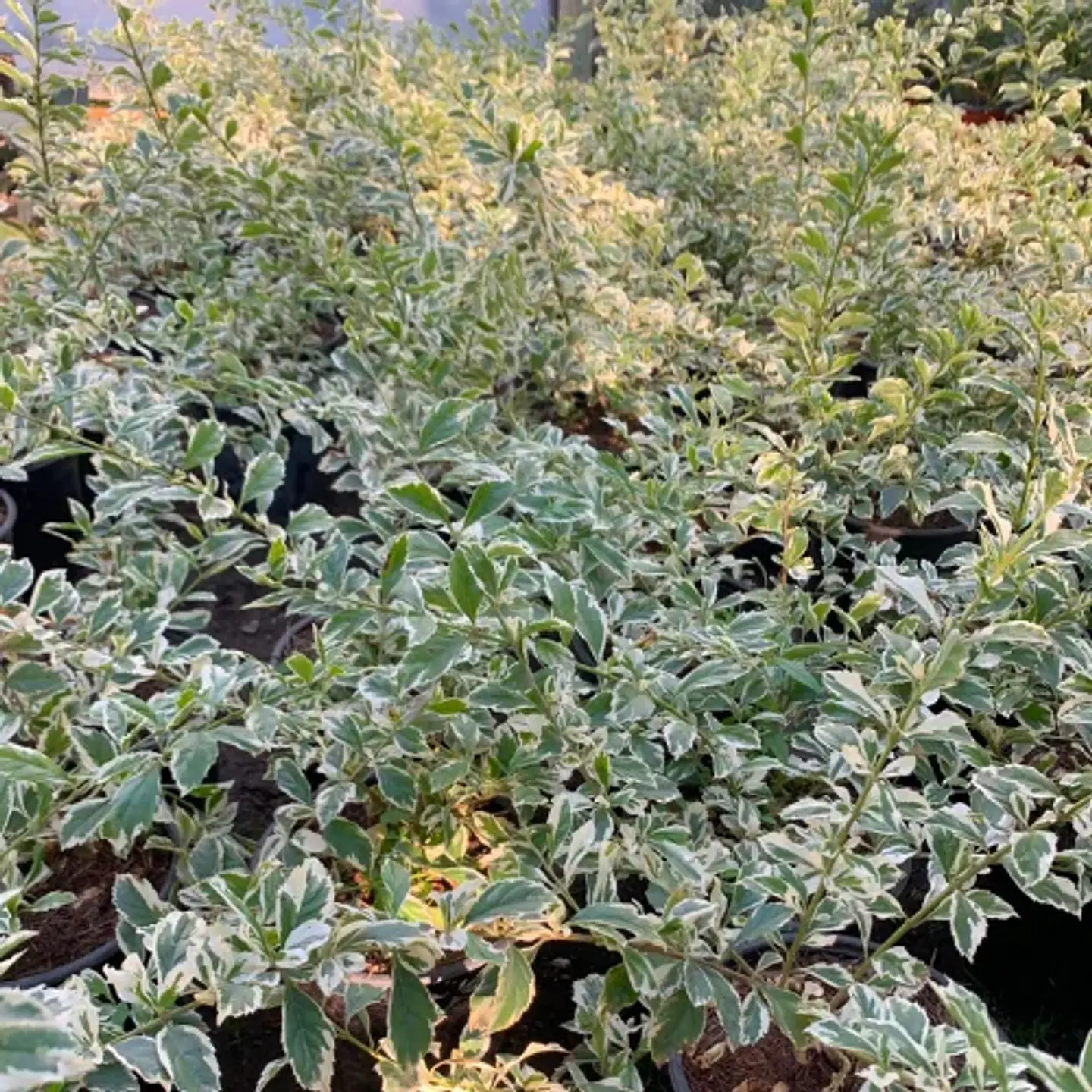 Duranta variegada 3