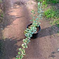 Duranta variegada - Miniatura 2
