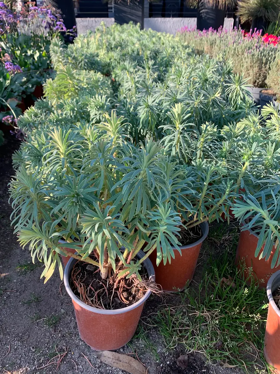 Euphorbia characias 2