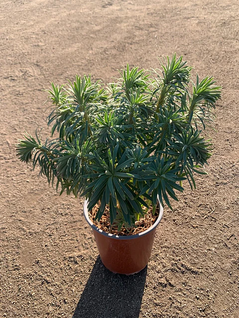 Euphorbia characias