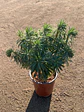 Euphorbia characias - Miniatura 1
