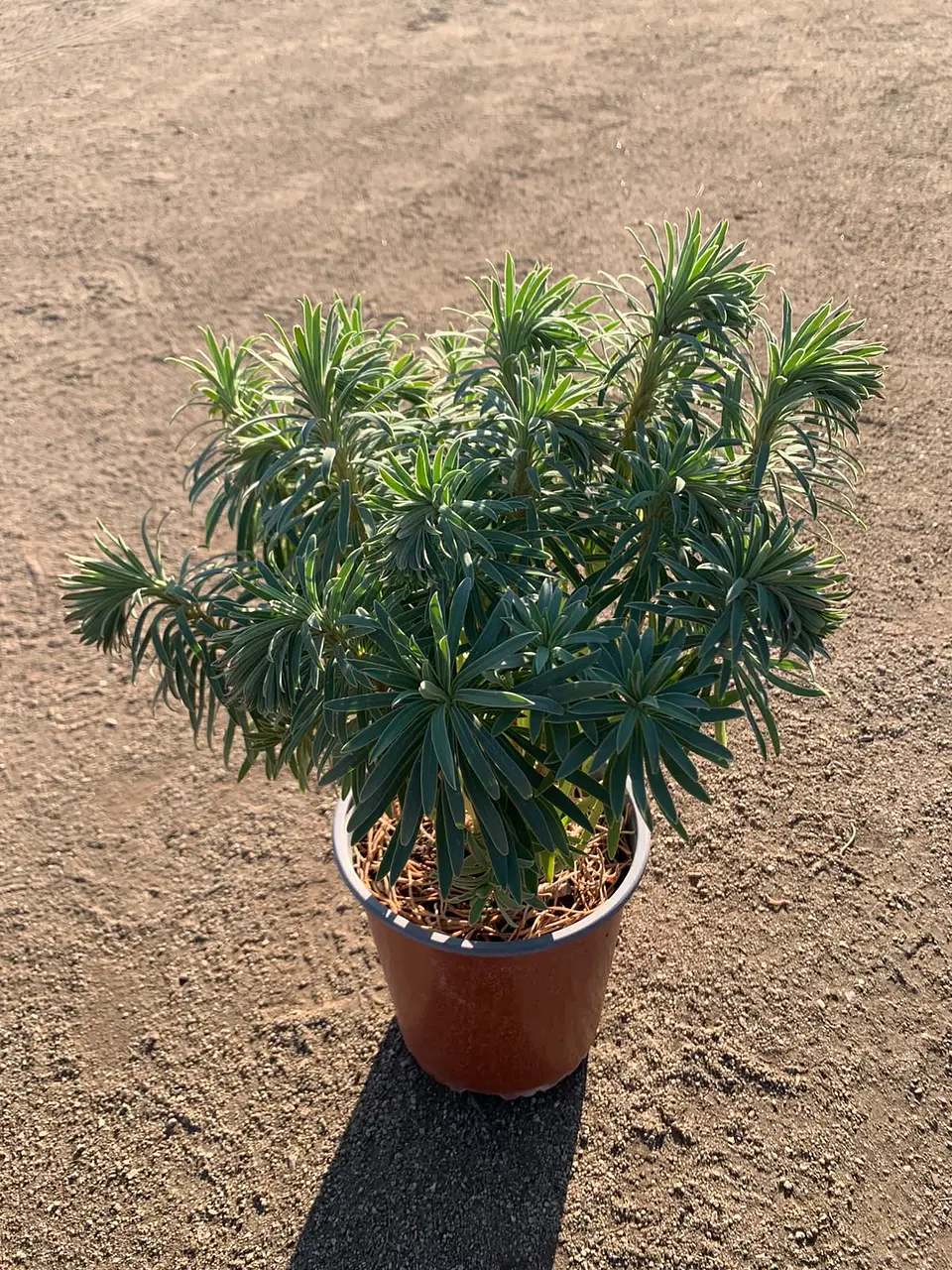 Euphorbia characias 1