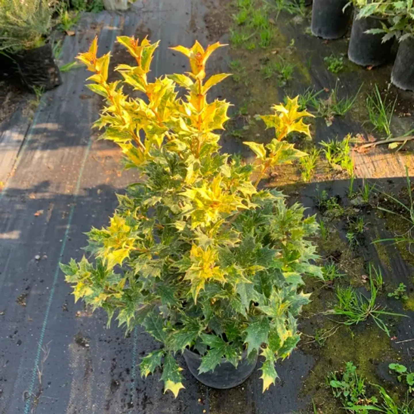 Osmanthus fragrans Variegatus 1