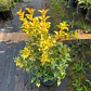 Osmanthus fragrans Variegatus - Miniatura 1