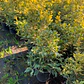 Osmanthus fragrans Variegatus - Miniatura 2