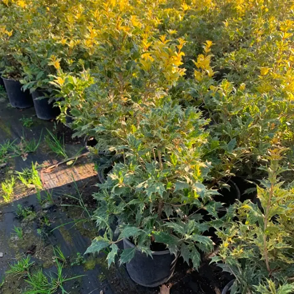 Osmanthus fragrans Variegatus 2