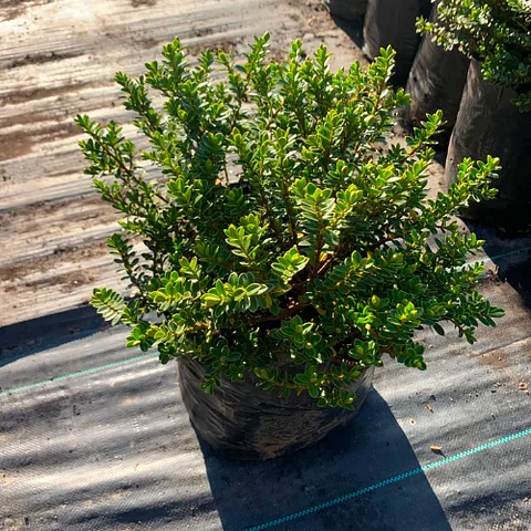 Veronica macrantha
