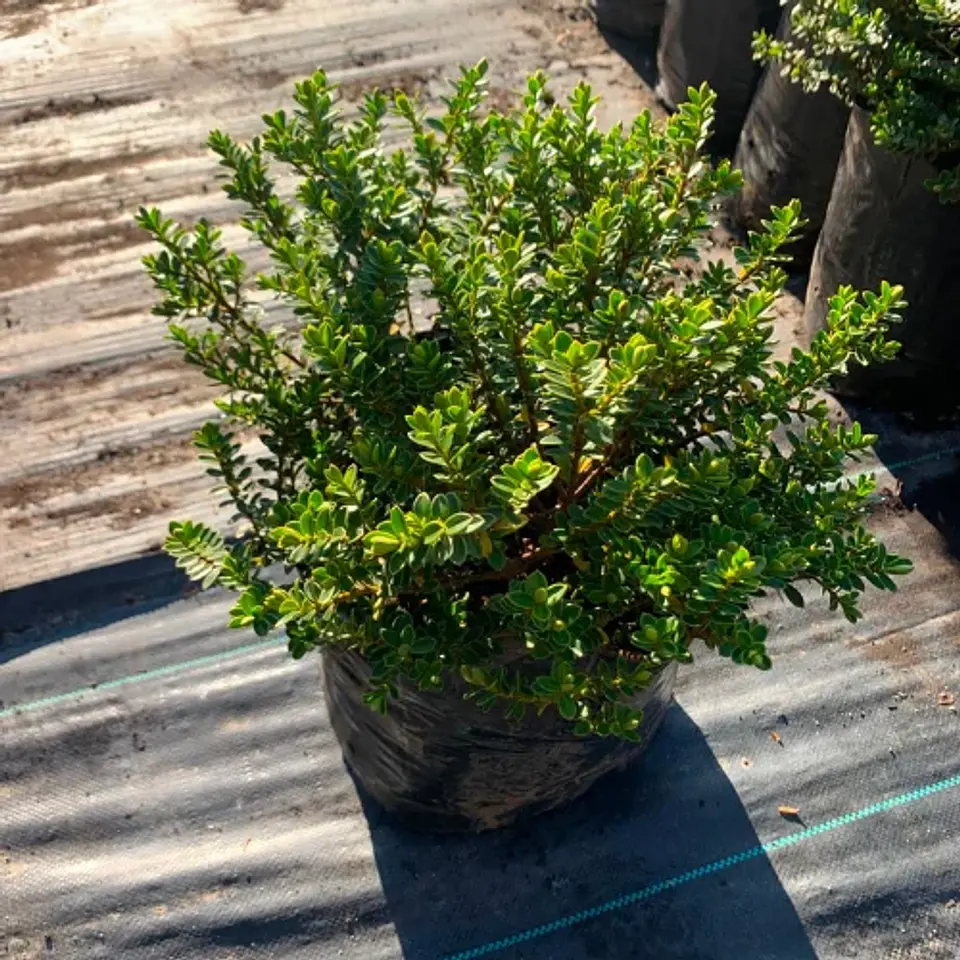 Veronica macrantha 1