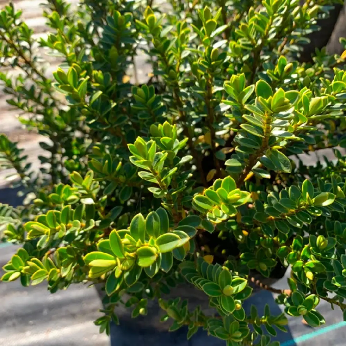 Veronica macrantha 2