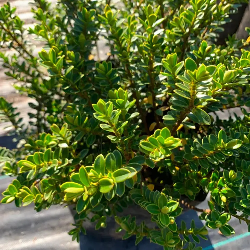 Veronica macrantha 2