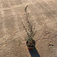 Leptospermum - Miniatura 1