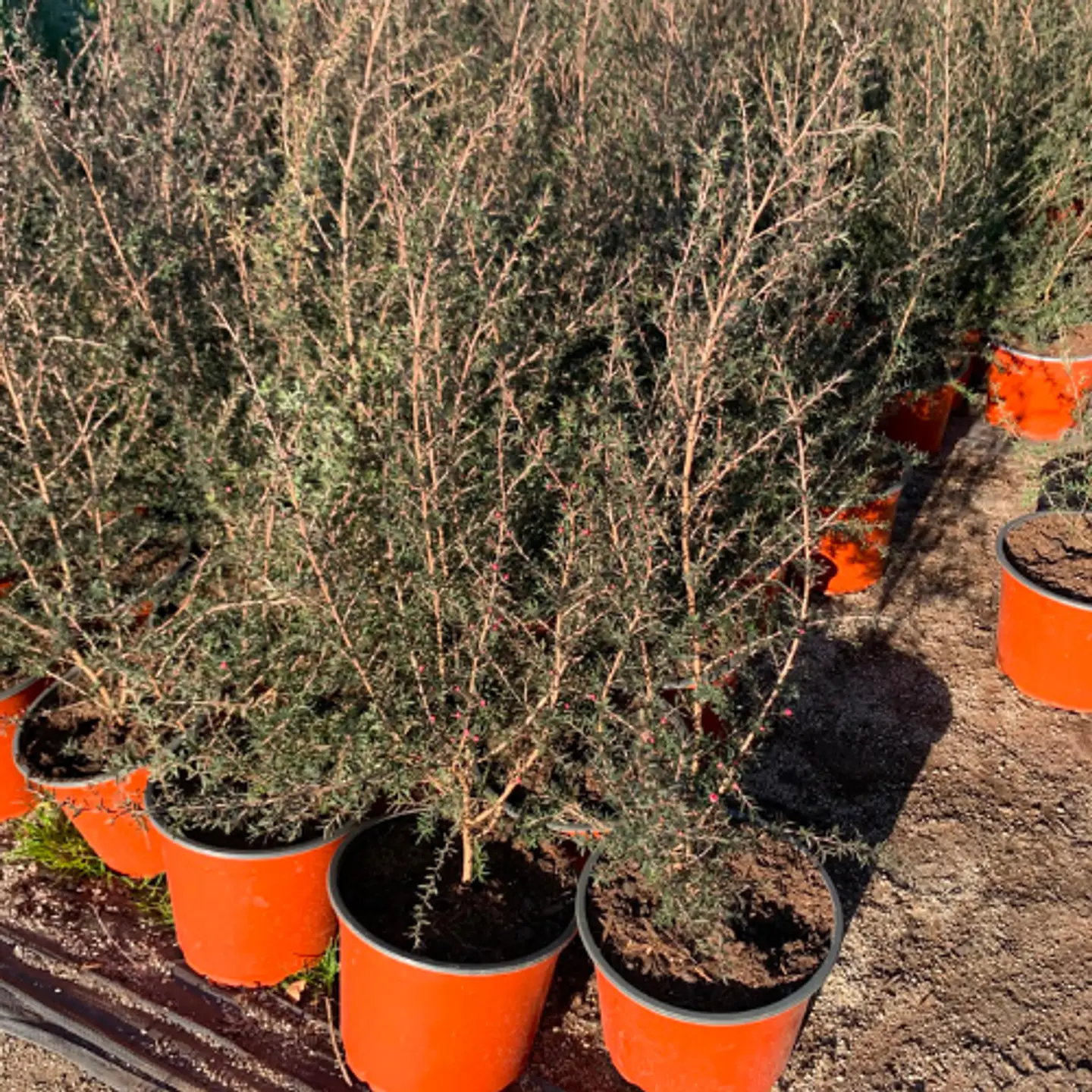 Leptospermum 4