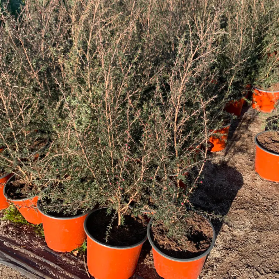 Leptospermum 4