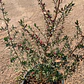 Leptospermum - Miniatura 3
