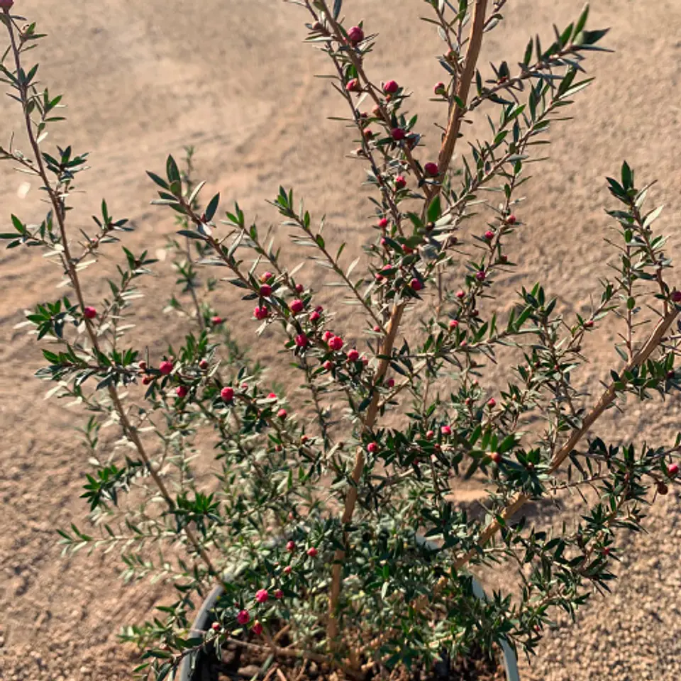 Leptospermum 3