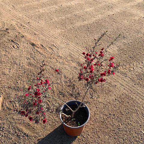 Leptospermum