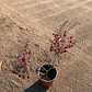 Leptospermum - Miniatura 2