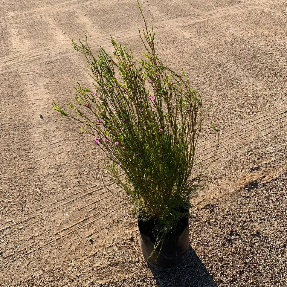 Diosma 4