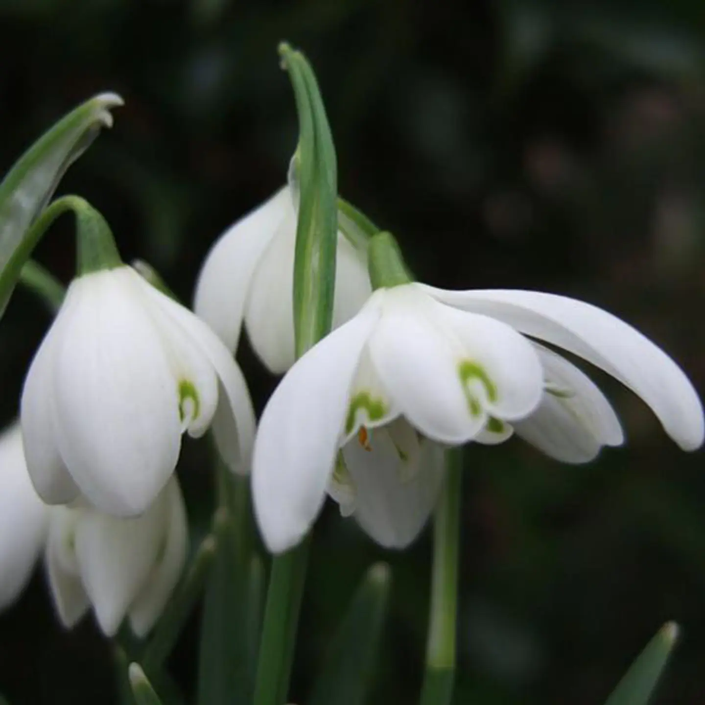 Galanthus 1